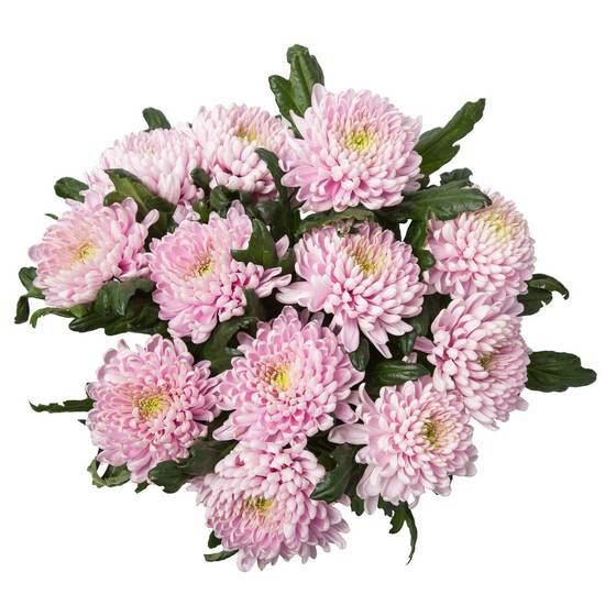 Chrysanthemums 4'' (1 ct)