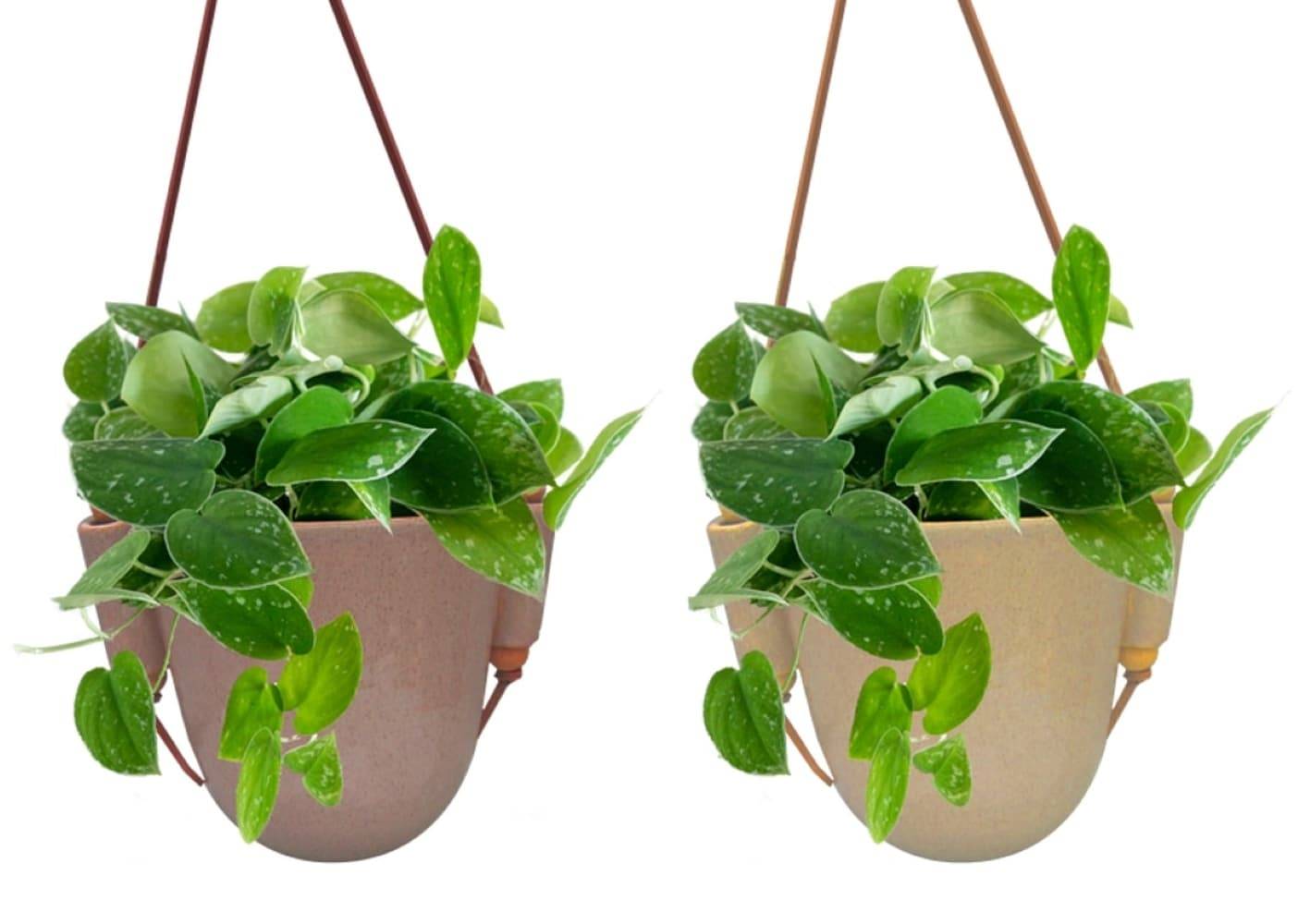 LiveTrends Kira House plant in 12 Ounce(s) Hanging basket 1 -Pack | ASB07663