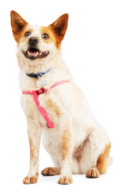 YOULY Adjustable Dog Harness, Pink, Medium/Large
