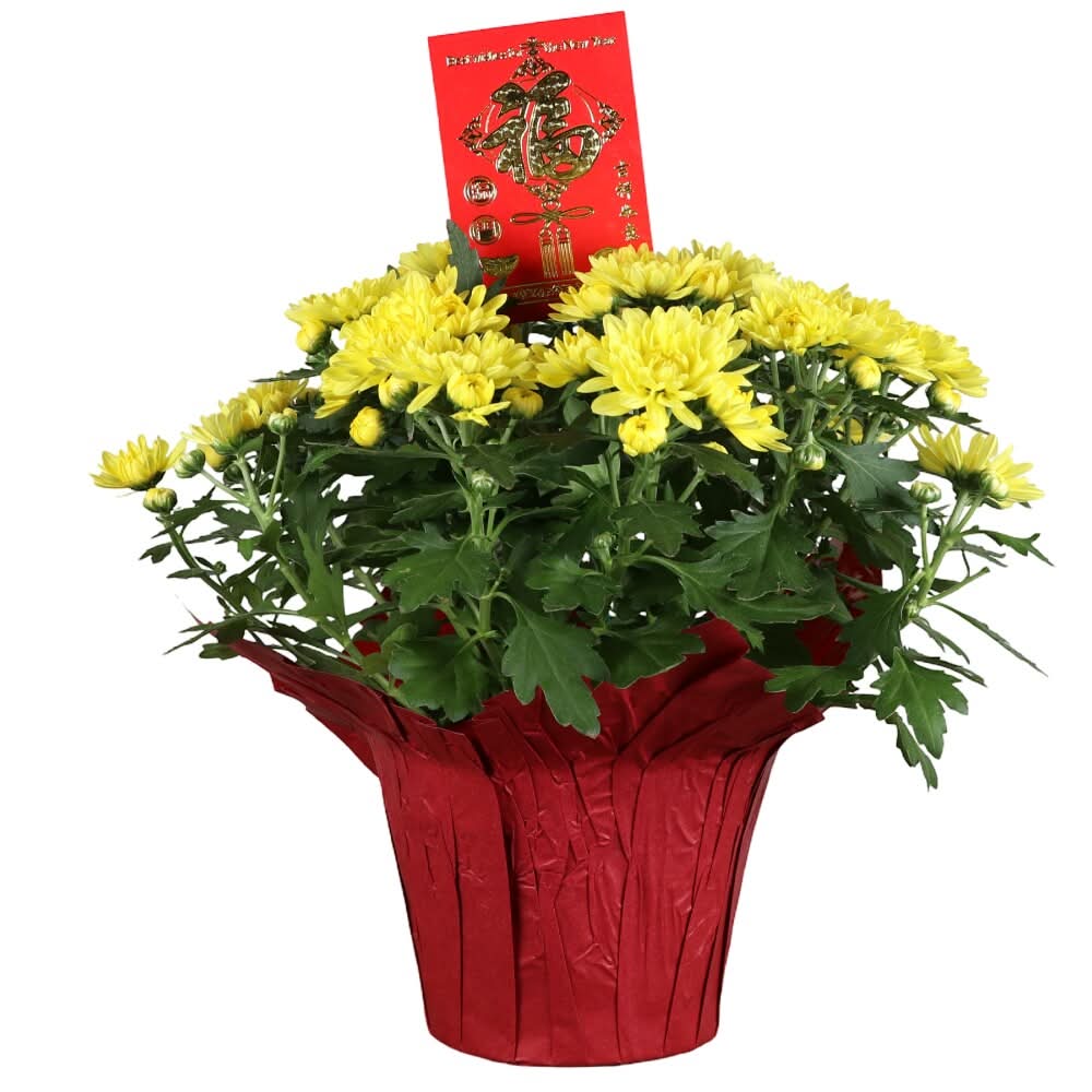 Lunar New Year Mum in Pot