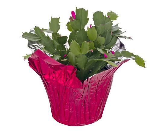 Van Hoekelen Greenhouses · 6  Zygo Cactus (1 plant)