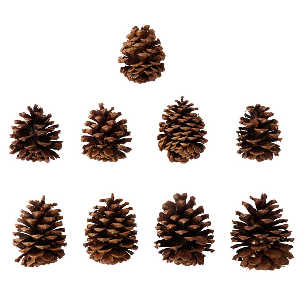 Merry Moments Holiday Pine Cones, Cinnamon (10 oz)