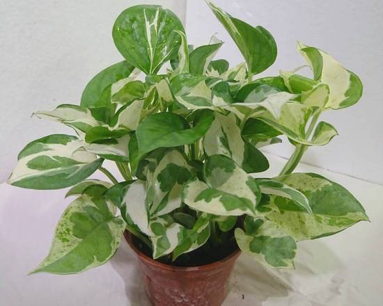 白金葛3吋/塑膠盆(44號攤-陳允花研所/A004-15)