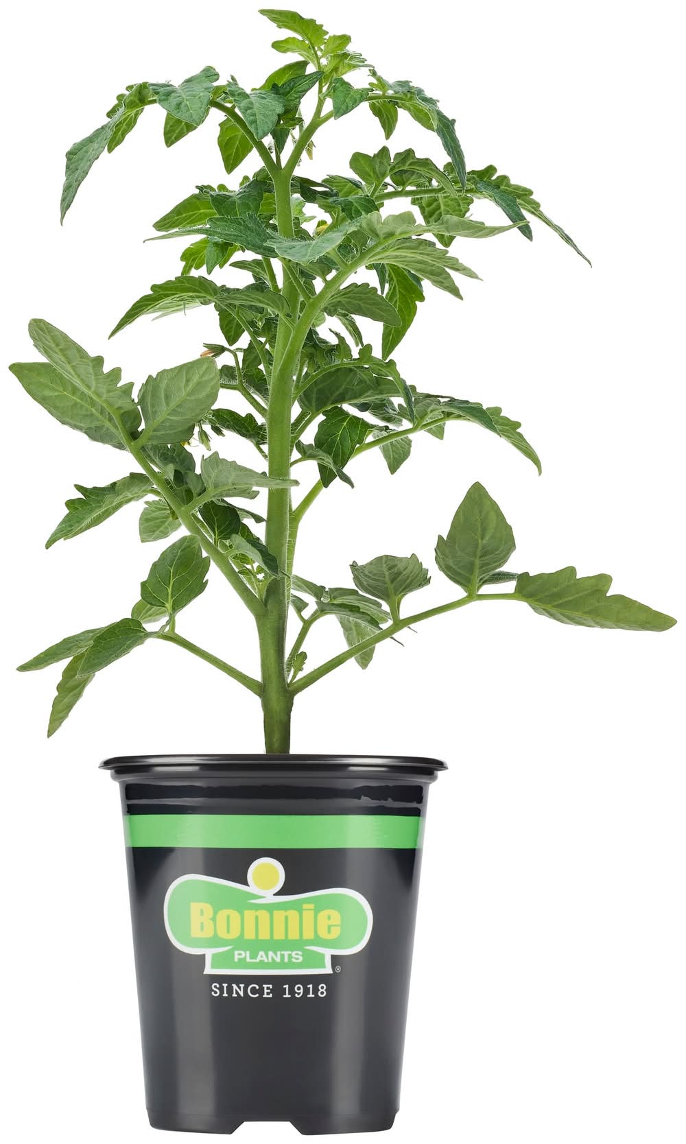 Bonnie Plants 1.0 -Pack Better Boy Tomato Plant in Pot | 16-331069