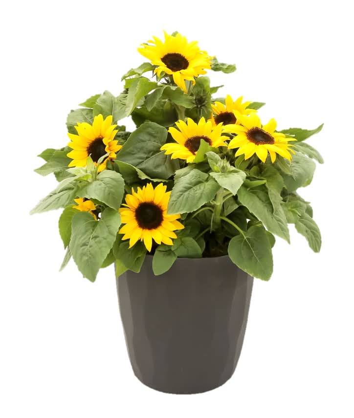 Fresh Live Sunflower Plant in 9 in Pot
