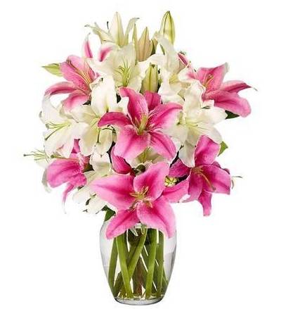 Lilies Forever 6 Stem Lilies Bouquet