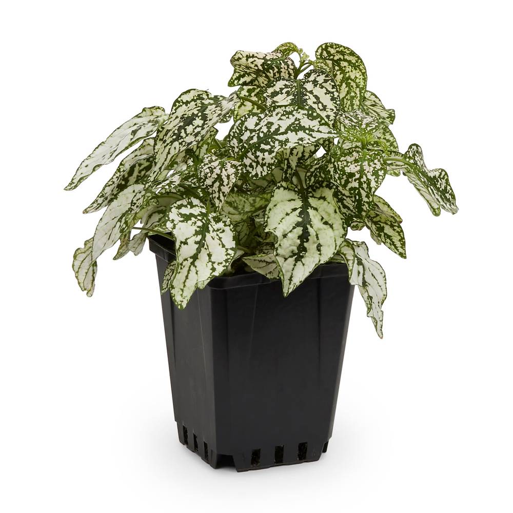 Lowe's Polka Dot Plant in 1-Pint Pot | NURSERY