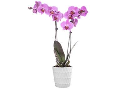 Orchid In Seasonal Ceramic 5In - 1.7 Qt