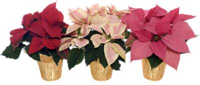 4 Inch Red Poinsettia (4 in)