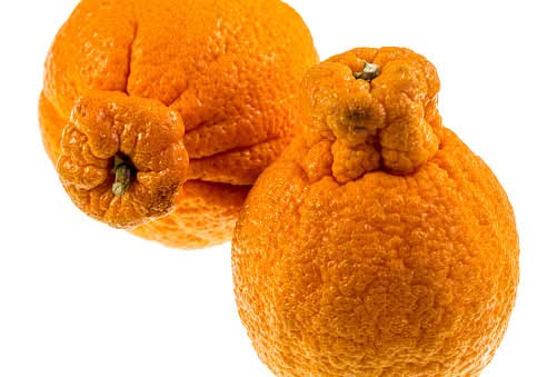 Florida Mandarins Sumo