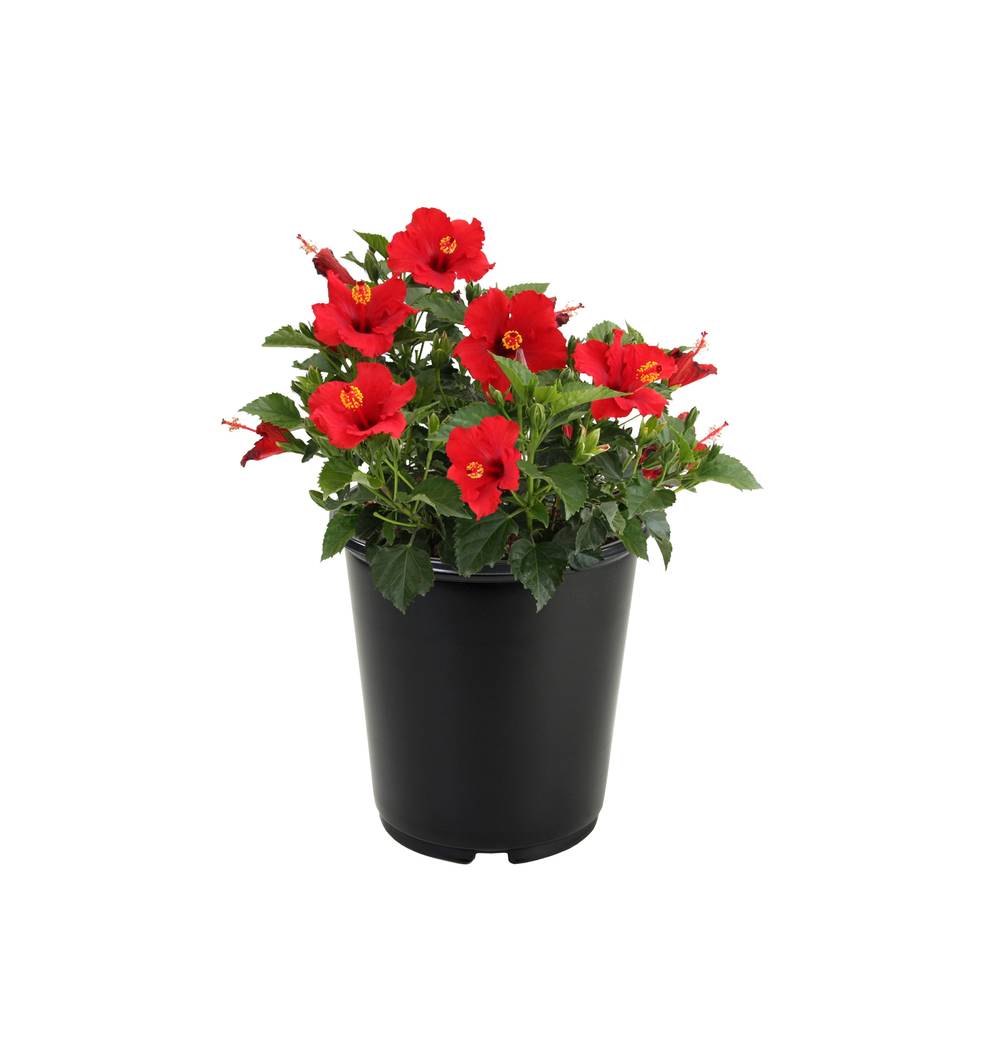 Lowe's Hibiscus in 2.5-Quart Pot | 970590