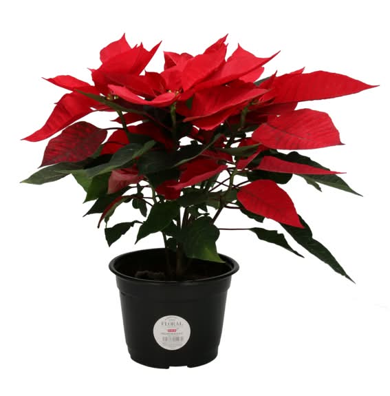 Nochebuena Natural 35c  1 Pz