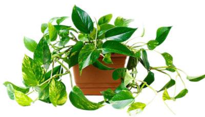 Pothos 4 Inch - Each