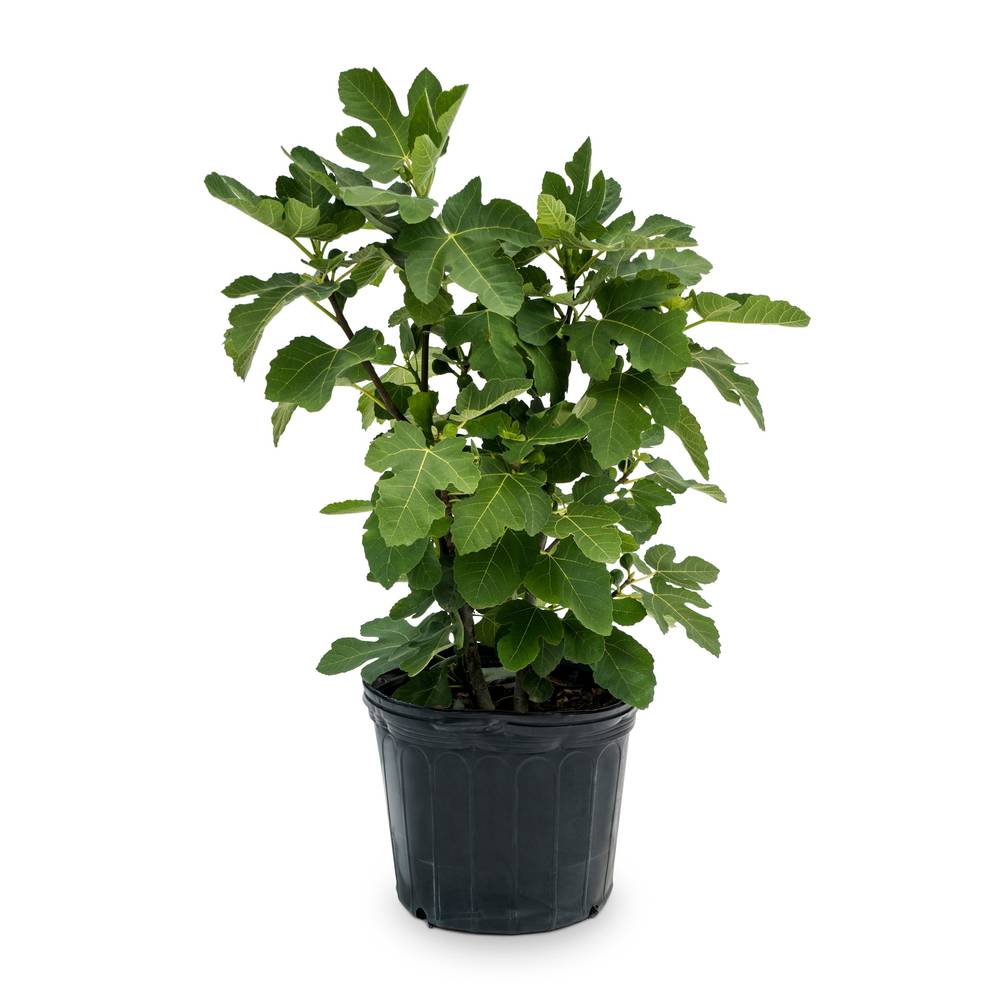 Lowe's Fig Shrub | NURSERY