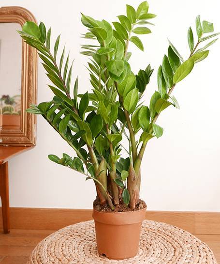 ZAMIOCULCAS - Pot D.14cm