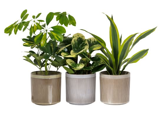 The Floral Collection Foliage Plant in Ceramic Pot (3 pack)