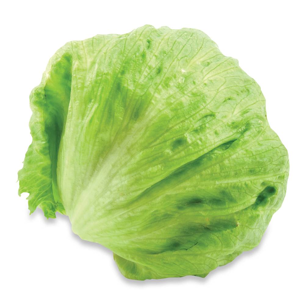 Laitue iceberg