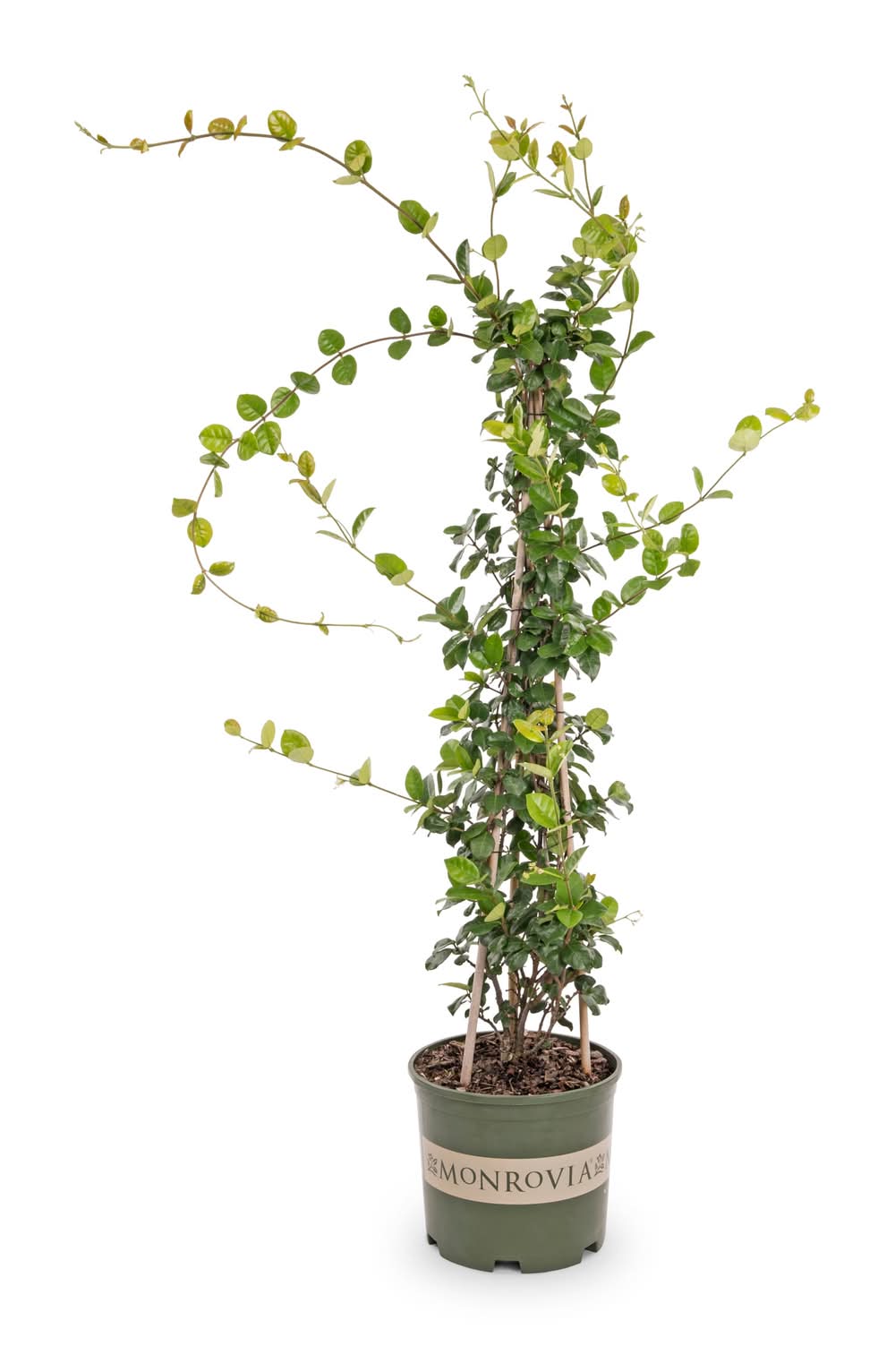 indoor juniper bonsai tree care Juniper Bonsai Tree On Rock Slab main image 0