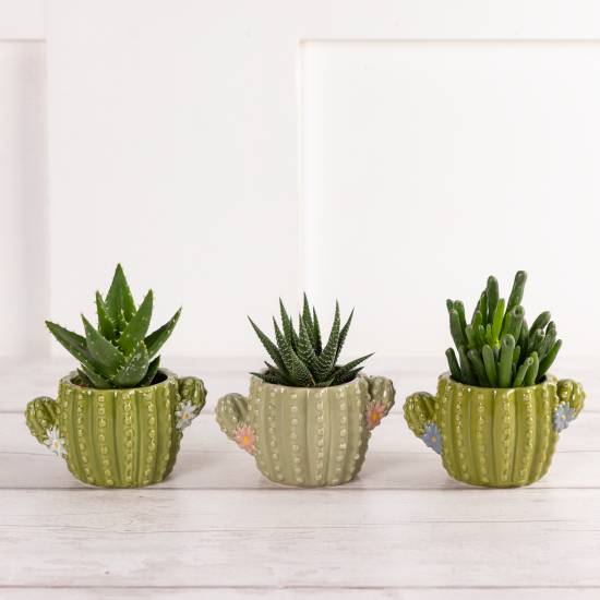 Sainsbury's Novelty Animal Succulent (3 pack)