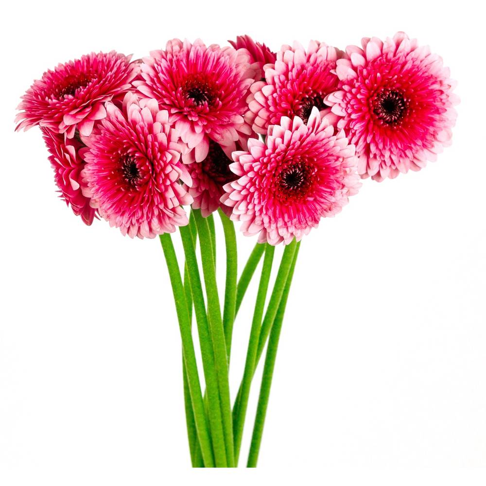 Gerbera Daisy Pomponi Assorted