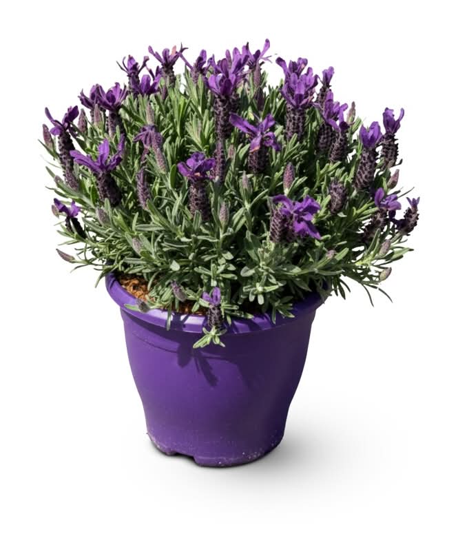 Lavender Potted Plant