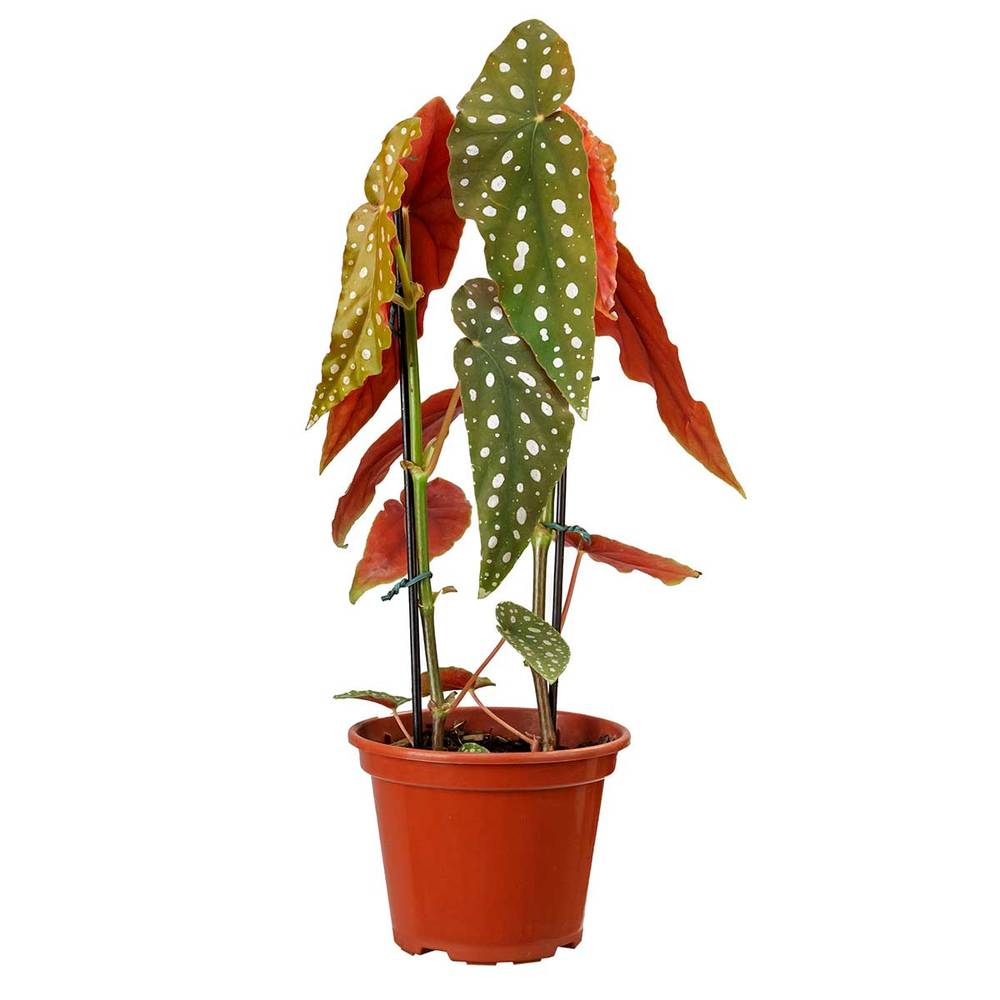 Veiling Holambra · Begonia maculata ornamental p15