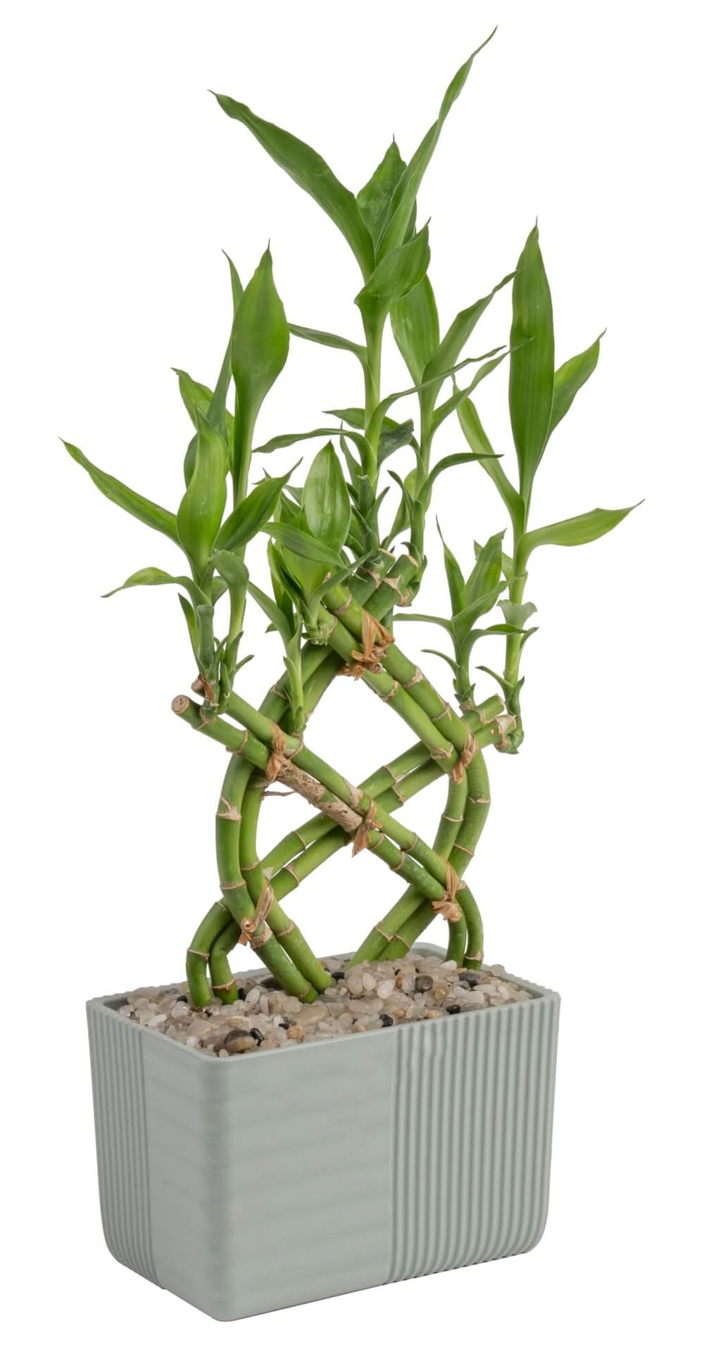 Lowe's Specialty Lucky Bamboo House plant in 4 Ounce(s) Planter 1 -Pack