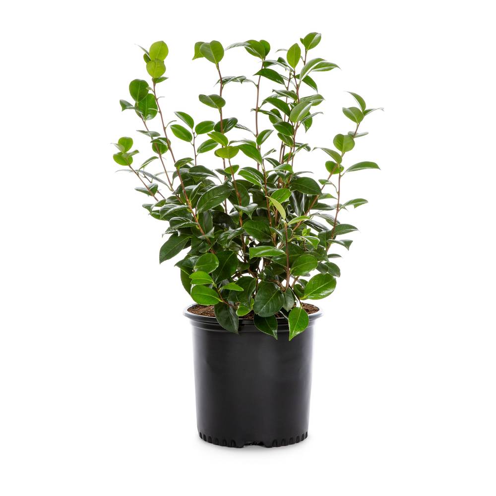 Lowe's Japanese Camellia Flowering Shrub in 2.25-Gallon | 156415