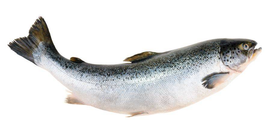 Fresh Whole Atlantic Salmon, Canada, 12-14 lbs, farm raised (1 Unit per Case)