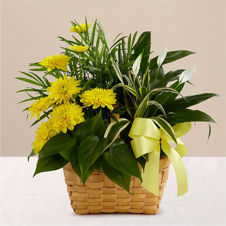 CLASSIC IVORY DELUXE A FLORIST ORIGINAL