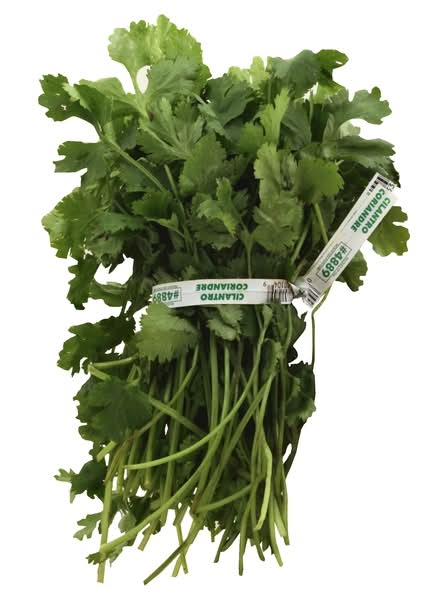 Cilantro