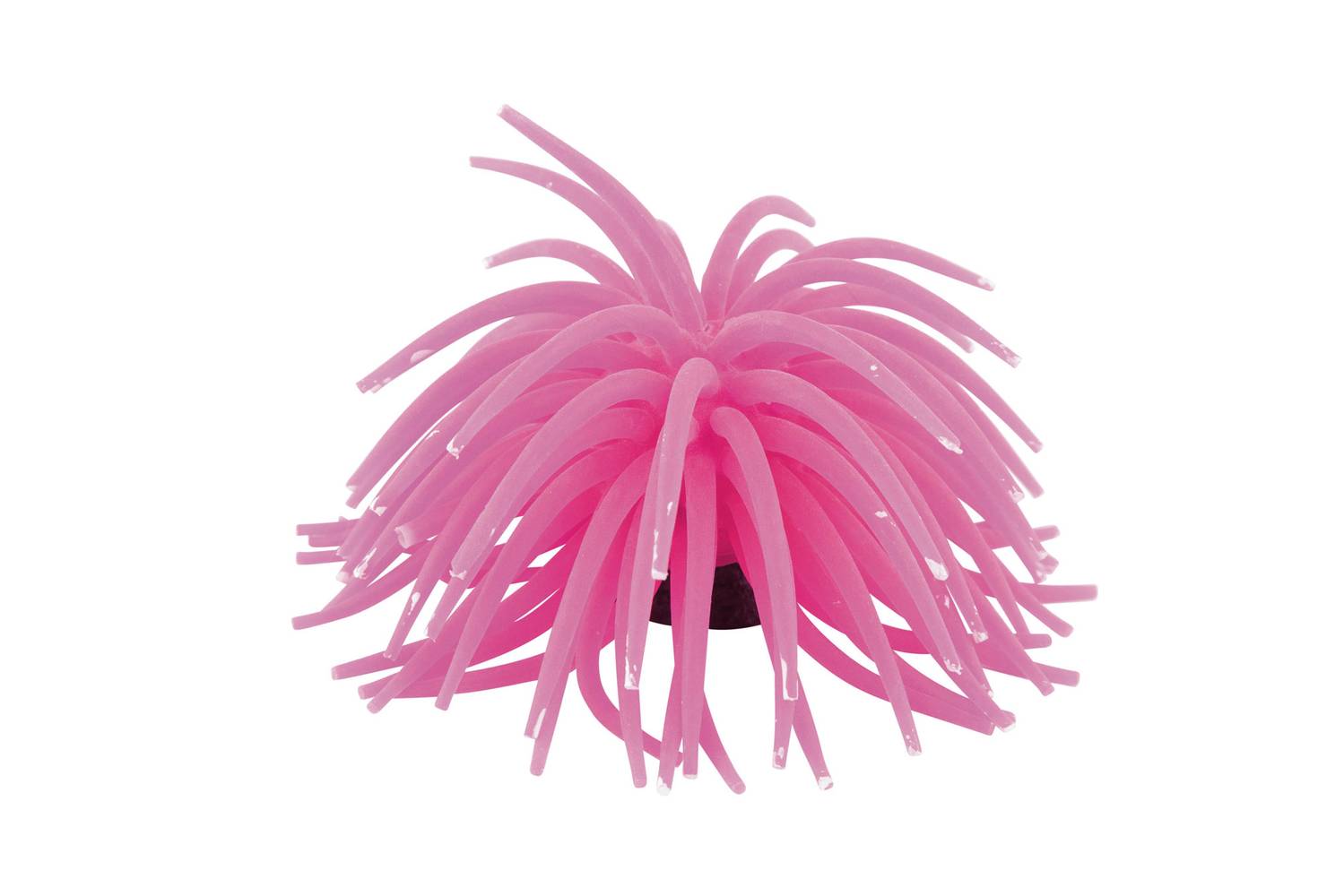 Fins First Sea Anemone, Large, Pink