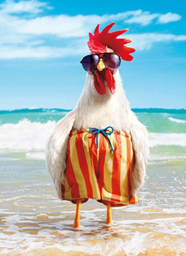 Avanti Card Birthday Rooster Wears Swimsuit