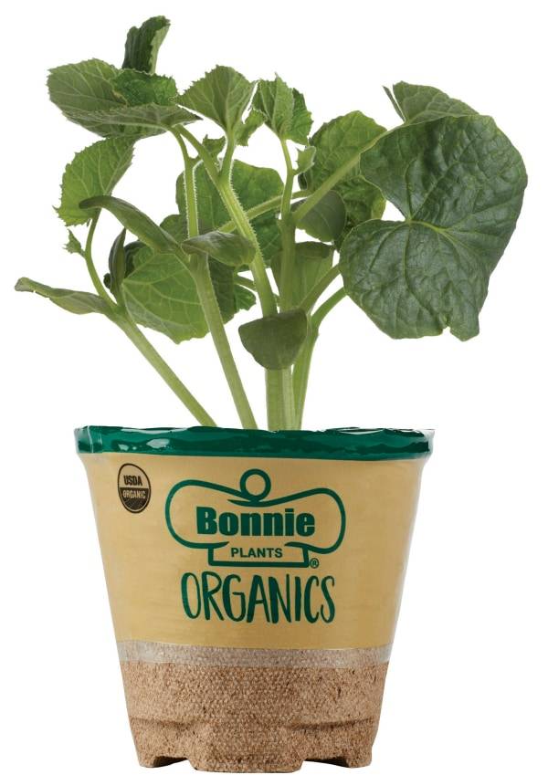 Bonnie Plants Organic Cucumber, 19.3 oz.