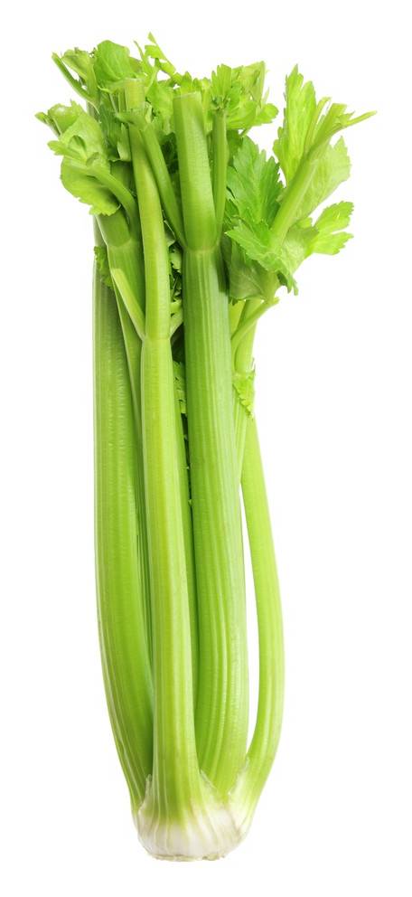 Celery Regular