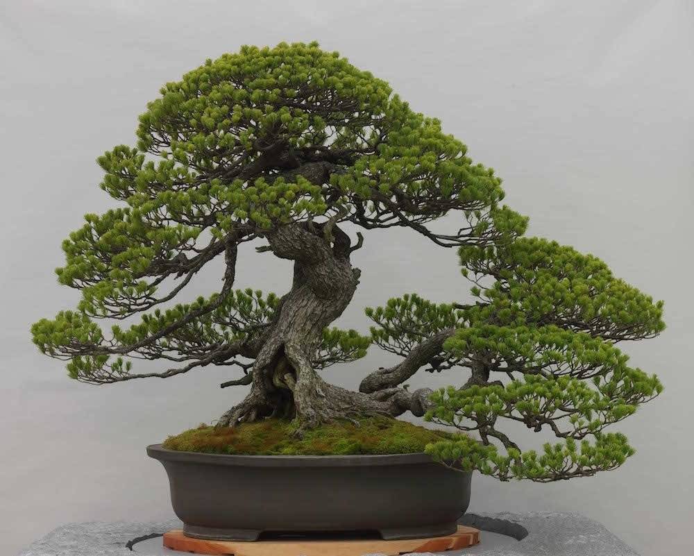 Árvore bonsai jovem (1 unidade)