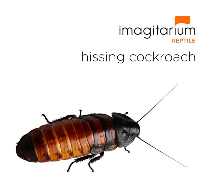 Hissing Cockroach (Gromphadorhina portentosa), Large, Count of 25