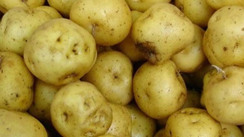 PAPA. CRIOLLA / yellow creole potato