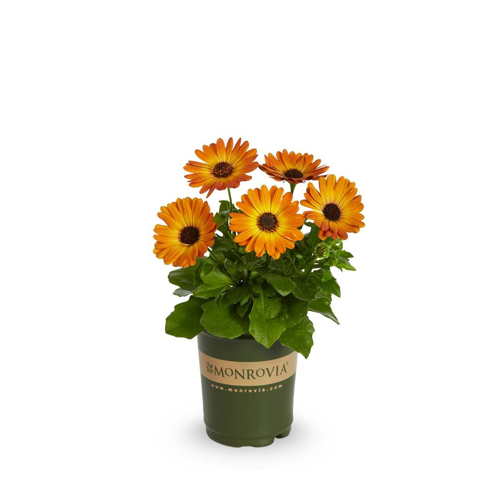 Monrovia Multicolor African Daisy in 1-Quart Pot | NURSERY