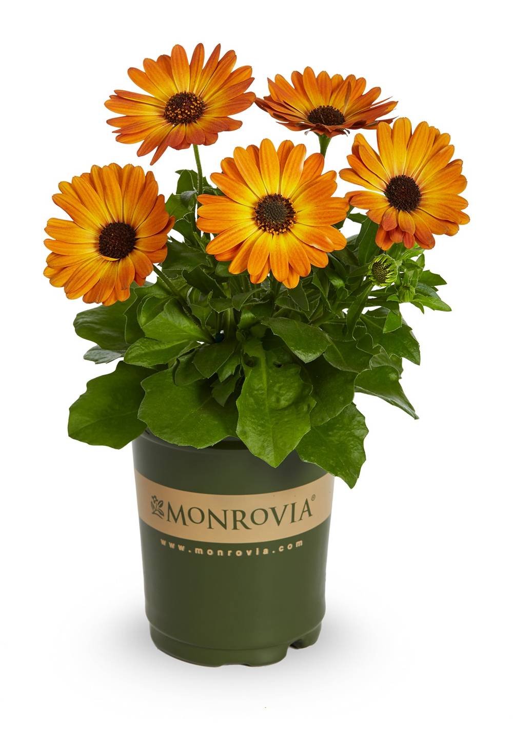 Monrovia Multicolor African daisy in 1 Quart(s) Pot | NURSERY