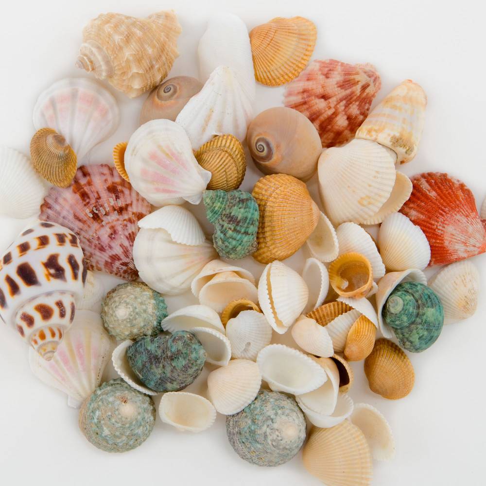 Top Fin Seashell Aquarium Decor Shells, Assorted