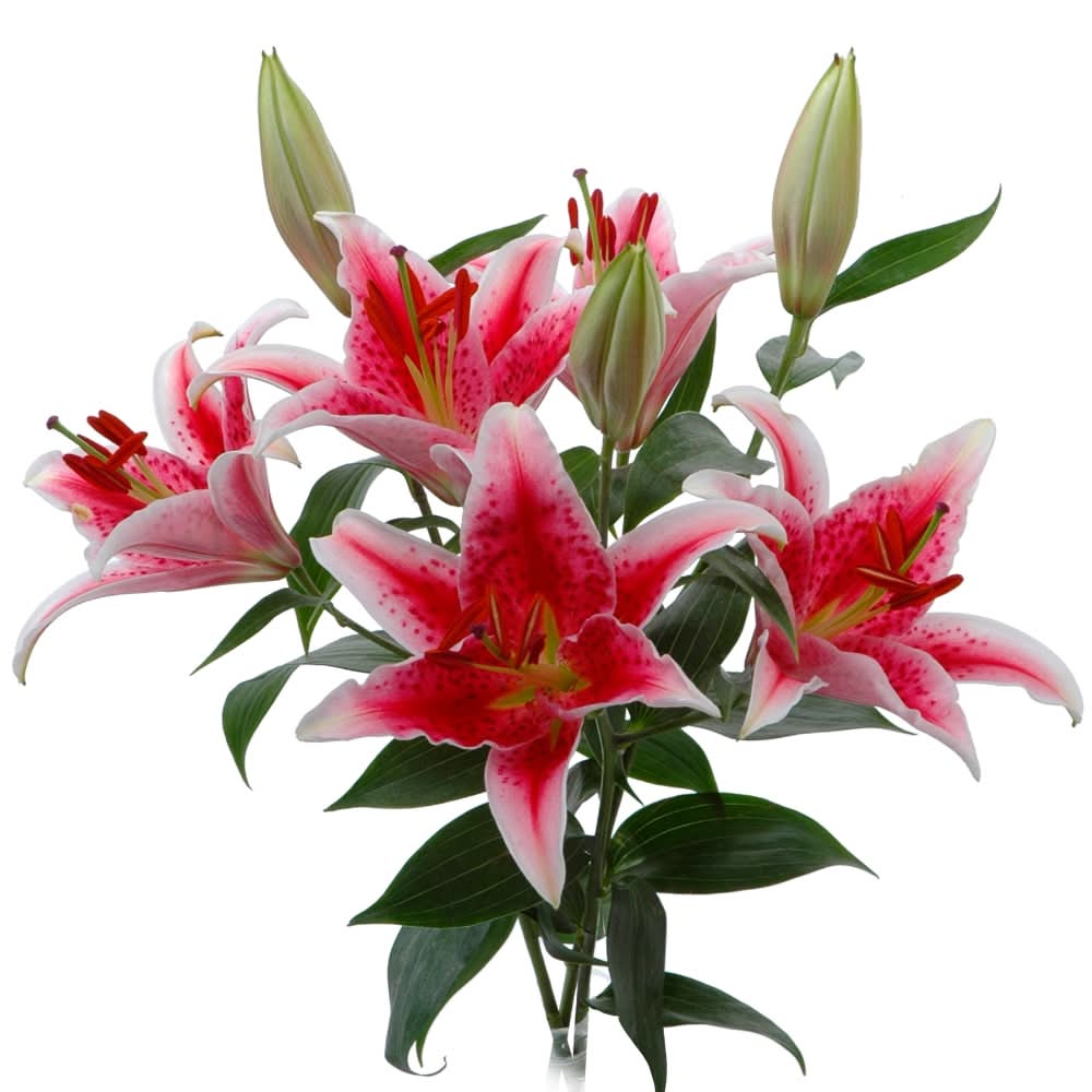 Bloom Haus Oriental Lily Bunch