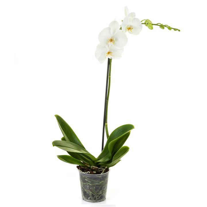 Orquídea blanca (1 pieza)