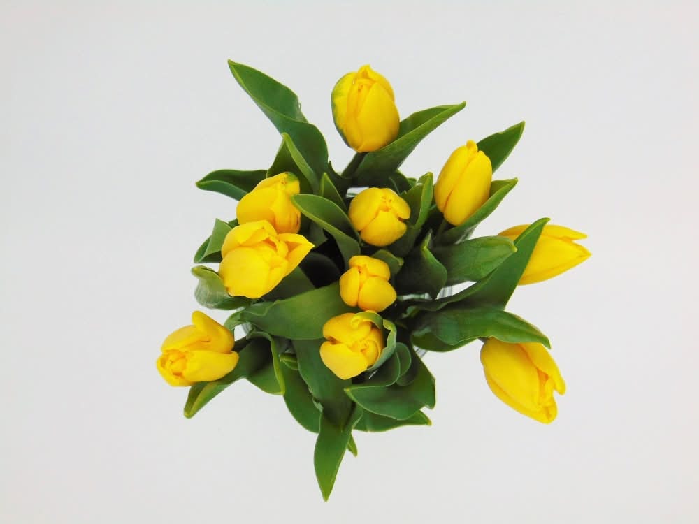 Fresh Cut Tulips (10 ct)