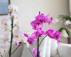 Roehampton Orchids