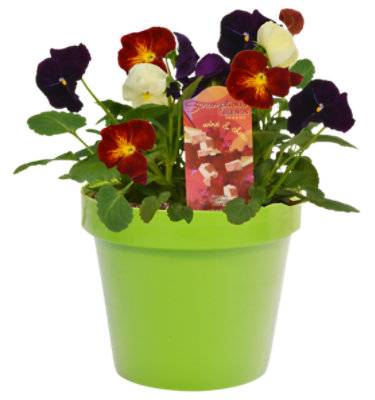 Scrumptious Pansy - 6 In