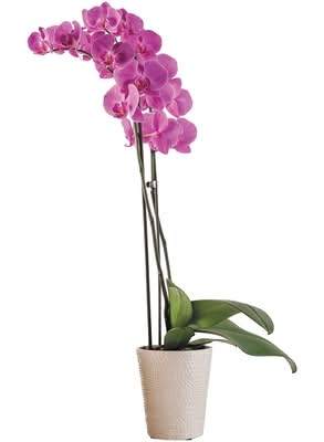President's Choice Orchidee 5 Pouches / 5-Inch Potted Orchid Plant, Assorted Colours 1.0 EA
