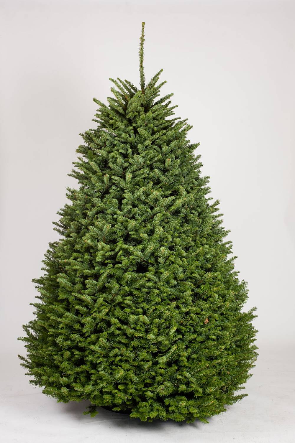 Noble Fir Christmas Tree 6-7 Feet