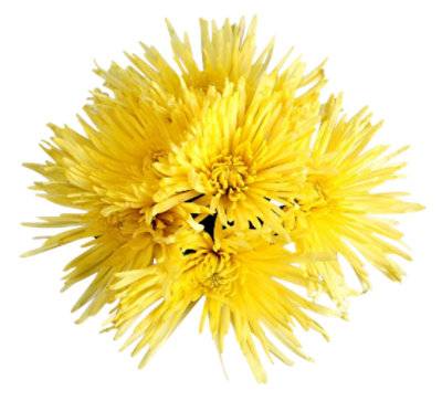 Yellow Signature Cut Flowers - Each