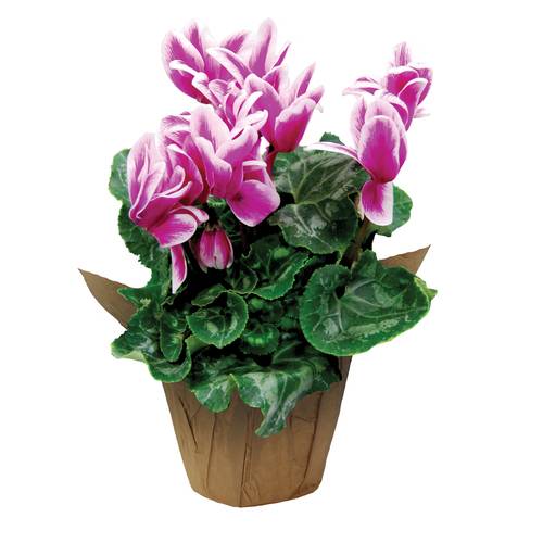 Cyclamen Pot (6")